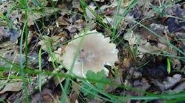 Breitblättriger Holzrübling, Foto 16