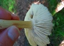 Breitblättriger Holzrübling, Foto 19