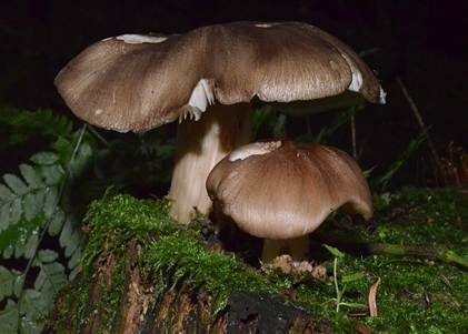 Breitblättriger Holzrübling, Foto 4