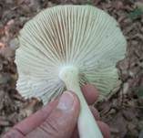 Breitblättriger Holzrübling, Foto 22