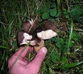 Breitblättriger Holzrübling, Foto 24