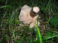 Breitblättriger Holzrübling, Foto 25
