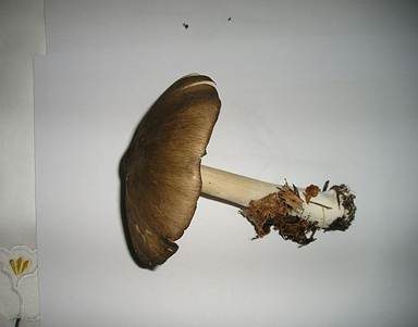 Breitblättriger Holzrübling, Foto 5