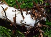 Breitblättriger Holzrübling, Foto 36