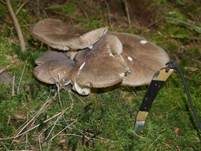 Breitblättriger Holzrübling, Foto 42