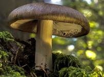 Breitblättriger Holzrübling, Foto 48