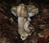 Breitblättriger Holzrübling, Foto 8