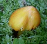 Breitsporiger Saftling, Foto 7