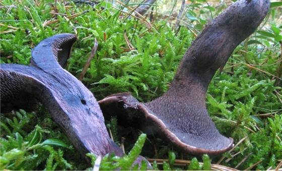 Brennender Stacheling, Foto 3