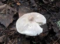 Brennendscharfer Ritterling, Foto 7