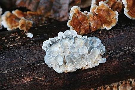 Buchenader-Zähling, Foto 3