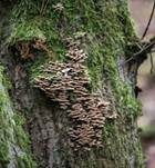 Buchenader-Zähling, Foto 22