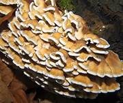 Buchenader-Zähling, Foto 28