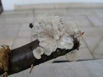 Buchenader-Zähling, Foto 29