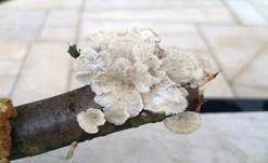 Buchenader-Zähling, Foto 30