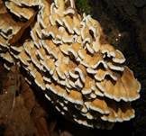 Buchenader-Zähling, Foto 6