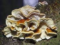 Buchenader-Zähling, Foto 51