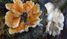 Buchenader-Zähling, Foto 7