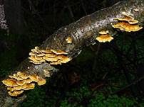 Buchenader-Zähling, Foto 52