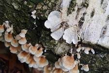 Buchenader-Zähling, Foto 54