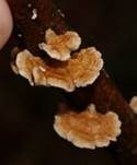 Buchenader-Zähling, Foto 9