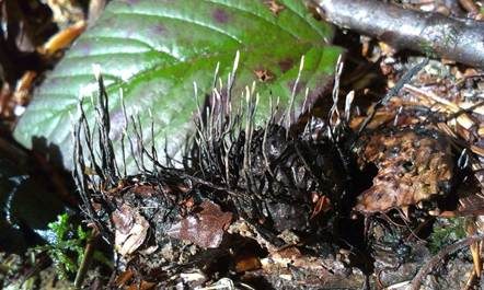 Buchenfruchtschalen Holzkeule, Foto 2