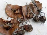 Buchenfruchtschalen Holzkeule, Foto 12