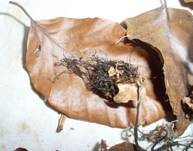 Buchenfruchtschalen Holzkeule, Foto 15