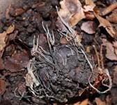 Buchenfruchtschalen Holzkeule, Foto 20
