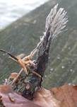 Buchenfruchtschalen Holzkeule, Foto 10
