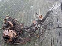 Buchenfruchtschalen Holzkeule, Foto 11