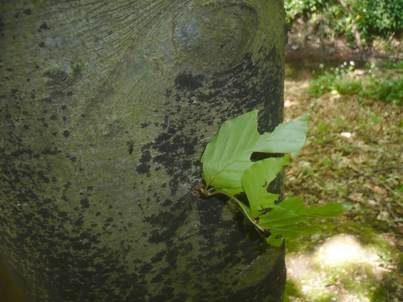 Buchenrindenschorf, Foto 2