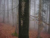 Buchenrindenschorf, Foto 7