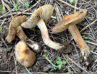 Ansehnlicher Risspilz, Foto 2