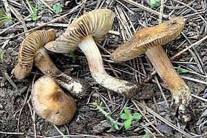 Ansehnlicher Risspilz, Foto 1