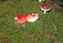 Buchenspeitäubling, Foto 12
