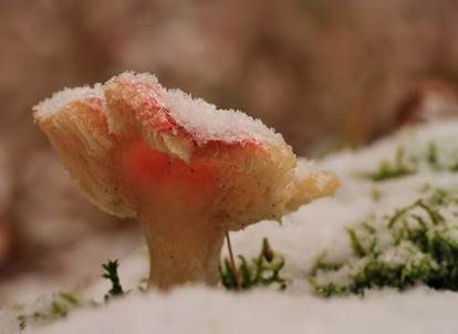Buchenspeitäubling, Foto 4