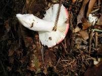 Buchenspeitäubling, Foto 7
