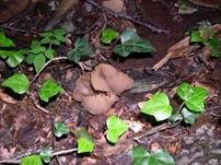 Buchenwaldbecherling, Foto 21