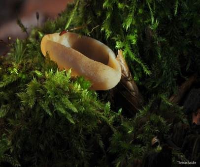 Buchenwaldbecherling, Foto 4