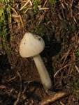 Buchenwaldwasserfuß, Foto 25