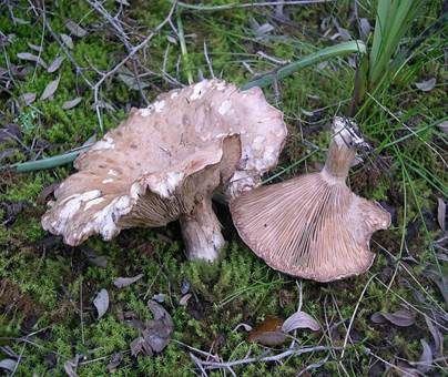 Buchsblättriger Trichterling, Foto 2