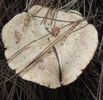 Buchsblättriger Trichterling, Foto 4