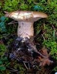 Buchsblättriger Trichterling, Foto 5