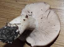 Buchsblättriger Trichterling, Foto 7