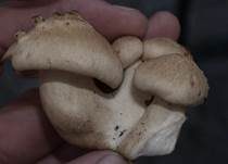 Buchsblättriger Trichterling, Foto 9