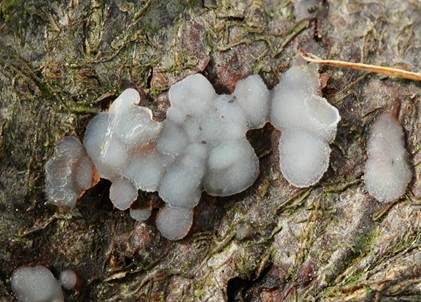 Buckeliger Zitterling, Foto 3