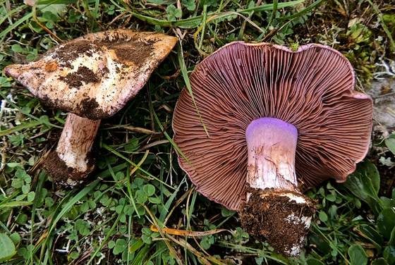Bunter Klumpfuß, Foto 2