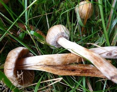 Buntstieliger Gürtelfuß, Foto 3