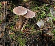 Buntstieliger Gürtelfuß, Foto 8
